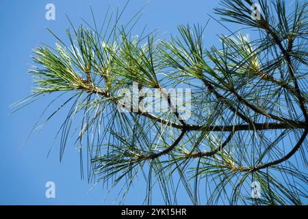 Pinus walichiana needles on branch Stock Photo