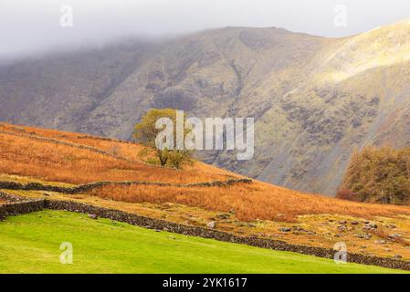Lone tree at Yewbarrow Fell Stock Photo