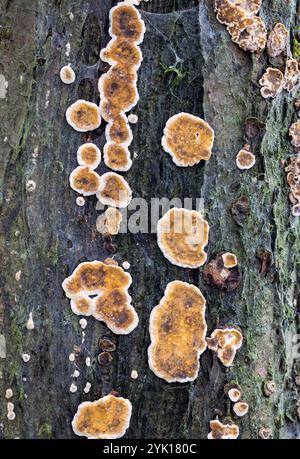 Bleeding broadleaf crust Stock Photo