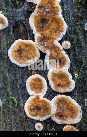 Bleeding broadleaf crust Stock Photo