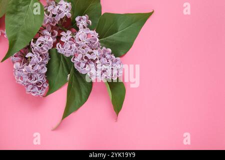 Creative layout for design with lilacs. Blooming branches of lilac flowers on pink background. March 8. Mother Day. Copy space Stock Photo