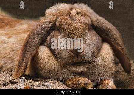 Rabbit, closed eyes and long ears Stock Photo