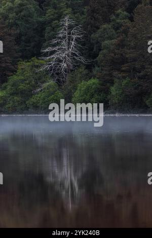 Dead tree on the lake shore between green trees, reflected on water surface. Loch Morlich, Highlands, Scotland, Great Britain Stock Photo
