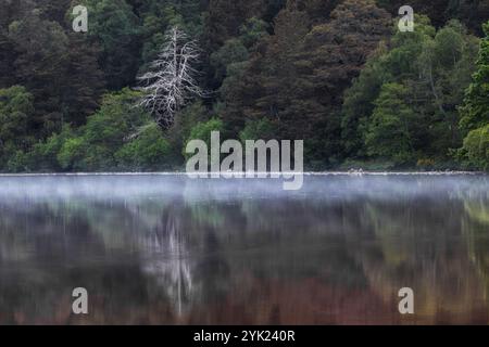 Dead tree on the lake shore between green trees, reflected on water surface. Loch Morlich, Highlands, Scotland, Great Britain Stock Photo