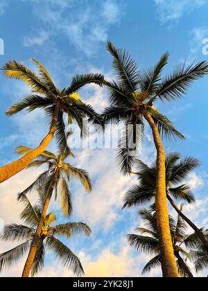 Upward view of a group of tall coconut palm trees that stretch up to a blue sky and white clouds. Golden evening sunlight makes the trees glow as the Stock Photo