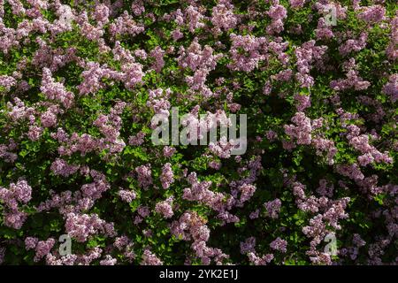 Syringa - Lilac shrubs with pink flower blossoms in spring. Stock Photo