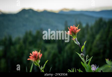 Two Pale Red Paintbrush Grow On Hillside In Mount Rainier National Park Stock Photo