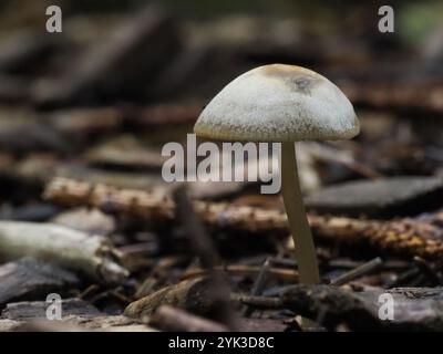 Macro shot of a lone mushroom with a light cap, standing among twigs and debris on the forest floor. Stock Photo