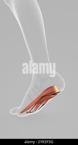 Plantar Fascia Tissue Overload Dysfunction Disorder Stock Photo