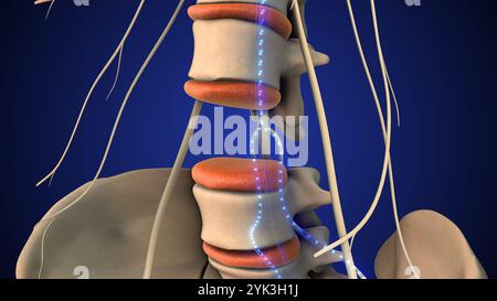 Peripheral Nervous System Conveying Signals from Nerves Stock Photo