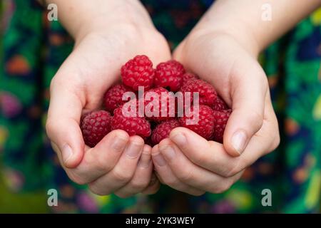 Women's hands holding freshly picked raspberries Stock Photo