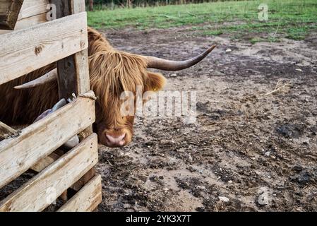 Scottish brown highland cow with big horns standing in the water to ...