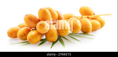 Cluster of yellow fresh dates, or date palm fruits lie on palm leaves isolated on white background. File contains clipping path. Stock Photo