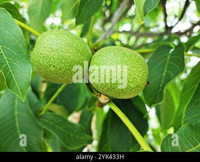 Two walnut fruits in green husk between green foliage of walnut tree close up. Stock Photo