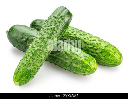 Fresh sweet small cucumbers isolated on white background. Cucumbers that are used to pickling or slicing. Stock Photo
