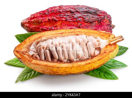 Fresh red opened cocoa pod over green leaves isolated on white background. Clipping path. Stock Photo