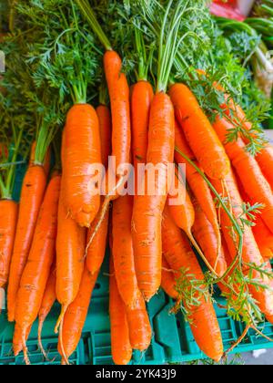 Fresh organic carrots with greens on farmers market counter close up. Stock Photo