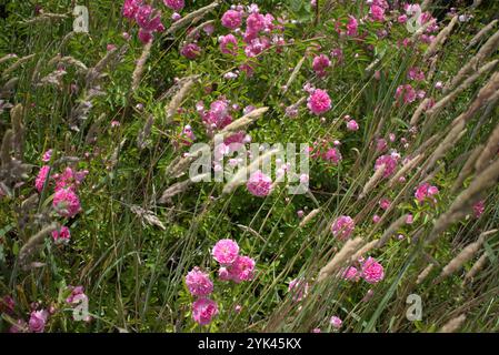 Wild roses (Rosa rugosa) and grasses blowing in the wind Stock Photo