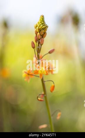 Close up of stalked bulbine - bulbine frutescens - flowers in bloom Stock Photo