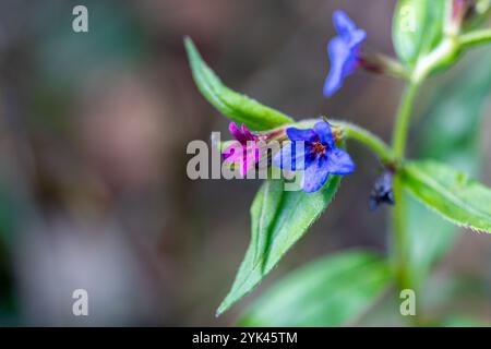 Purple gromwell - Aegonychon purpurocaeruleum - Lithospermum purpurocaeruleum - delicate blue flowers, in the undergrowth. Spring season Stock Photo