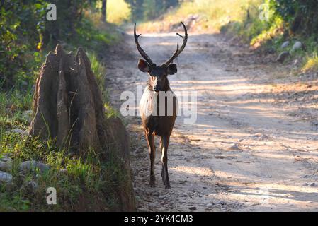 Sambar (Rusa unicolor), deer walking in Jim Corbett national park Stock Photo