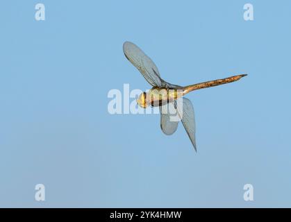 Green darner dragonfly (Anax junius) female flying in blue sky, Galveston, Texas, USA. Stock Photo