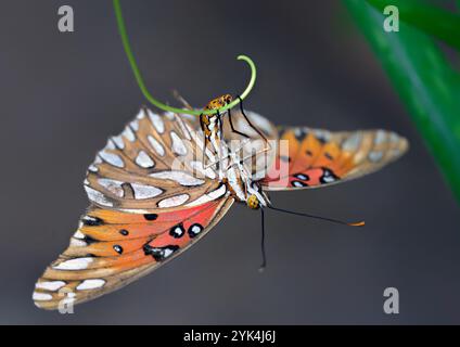 Gulf fritillary or passion butterfly (Dione [Agraulis] vanilla) laying an egg on a tendril of scarletfruit passionflower,  Galveston, Texas, USA. Stock Photo
