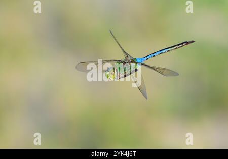 Green darner (Anax junius) dragonfly flying over grassland, Galveston, Texas, USA. Stock Photo