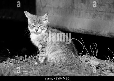 Young stray cat sitting outdoor in the sun in black and white Stock Photo