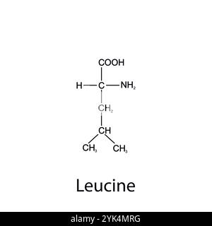 Chemical formula of leucine. Essential amino acids. Organic chemistry. Vector. Stock Vector