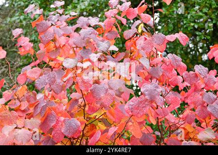 The red autumn foliage of the Disanthus cercidifolius, long-stiped disanthus or Redbud Hazel bush. Stock Photo