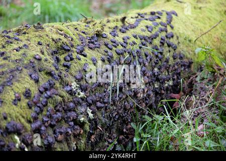 Hypoxylon fuscum, commonly called the Hazel Woodwart fungus. Stock Photo