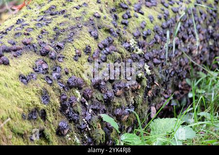 Hypoxylon fuscum, commonly called the Hazel Woodwart fungus. Stock Photo