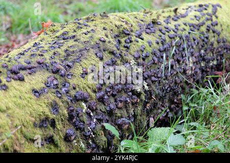 Hypoxylon fuscum, commonly called the Hazel Woodwart fungus. Stock Photo