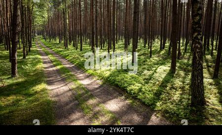Green forest and path in spring at sunlight, Poland, Europe Stock Photo