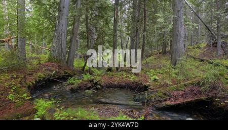 Old growth conifer forest and Bunker Hill Creek in spring. Yaak Valley, northwest Montana. Stock Photo