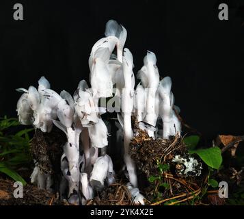 Indian Pipe (Monotropa uniflora) in a conifer forest. Yaak Valley, northwest Montana. Stock Photo