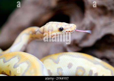 Yellow and white mixed python snake. Stock Photo