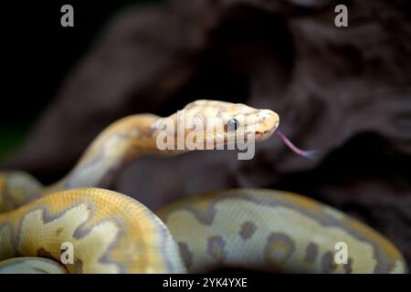 Yellow and white mixed python snake. Stock Photo