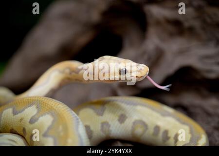 Yellow and white mixed python snake. Stock Photo