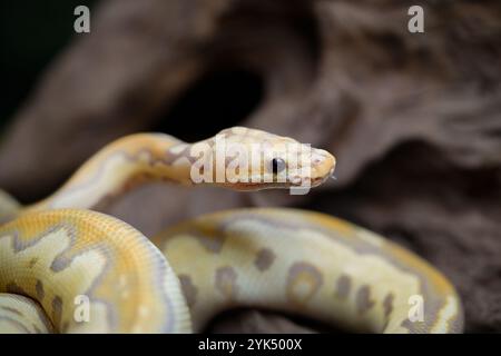 Yellow and white mixed python snake. Stock Photo