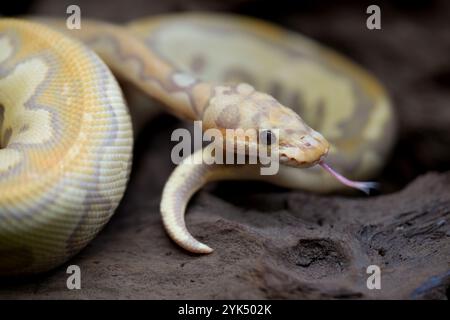 Yellow and white mixed python snake. Stock Photo
