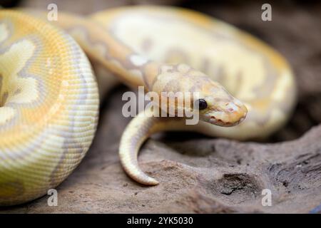 Yellow and white mixed python snake. Stock Photo