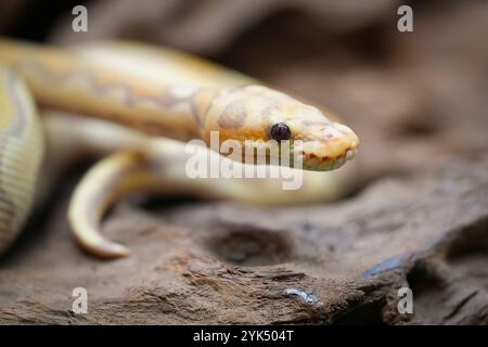 Yellow and white mixed python snake. Stock Photo