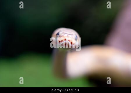 Yellow and white mixed python snake. Stock Photo