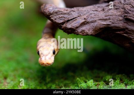 Yellow and white mixed python snake. Stock Photo
