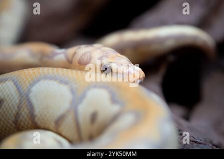 Yellow and white mixed python snake. Stock Photo