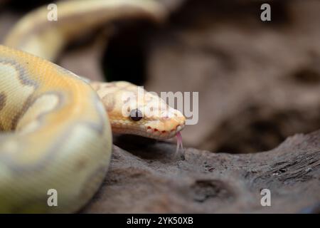 Yellow and white mixed python snake. Stock Photo