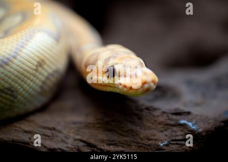 Yellow and white mixed python snake. Stock Photo