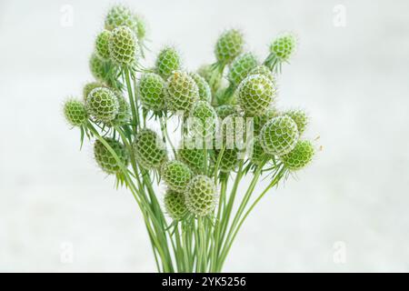 Seedhead of a cream scabious (Scabiosa ochroleuca). Stock Photo